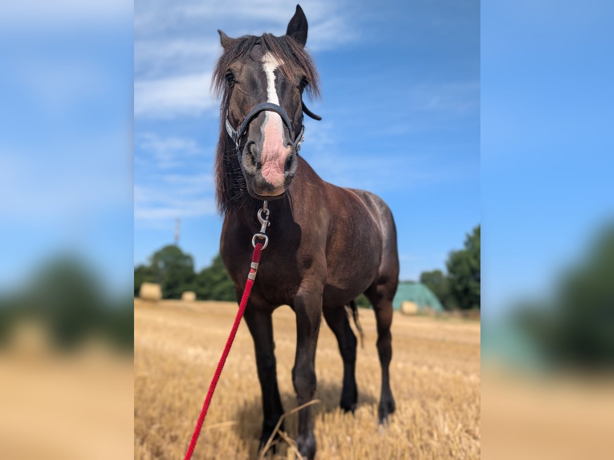 Tinker Croisé Jument 10 Ans 148 cm Bai brun in Ratingen