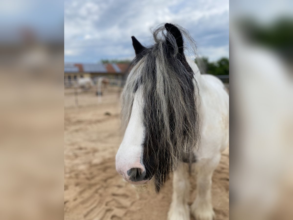 Tinker Jument 11 Ans 142 cm Pinto in Kitzingen