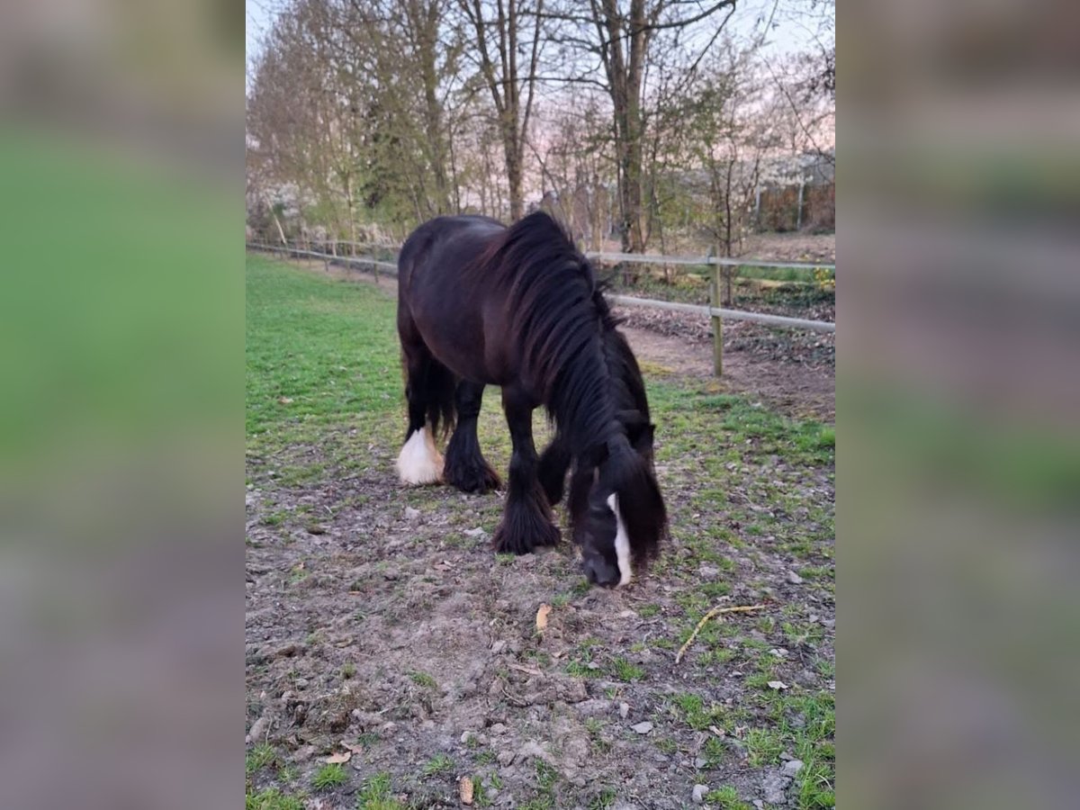 Tinker Jument 12 Ans 145 cm Noir in Linkenbach