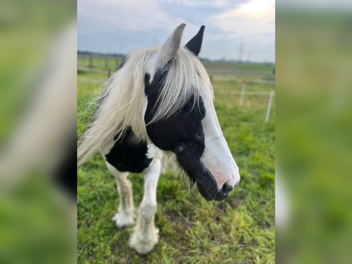 Tinker Jument 15 Ans 145 cm in Duisburg