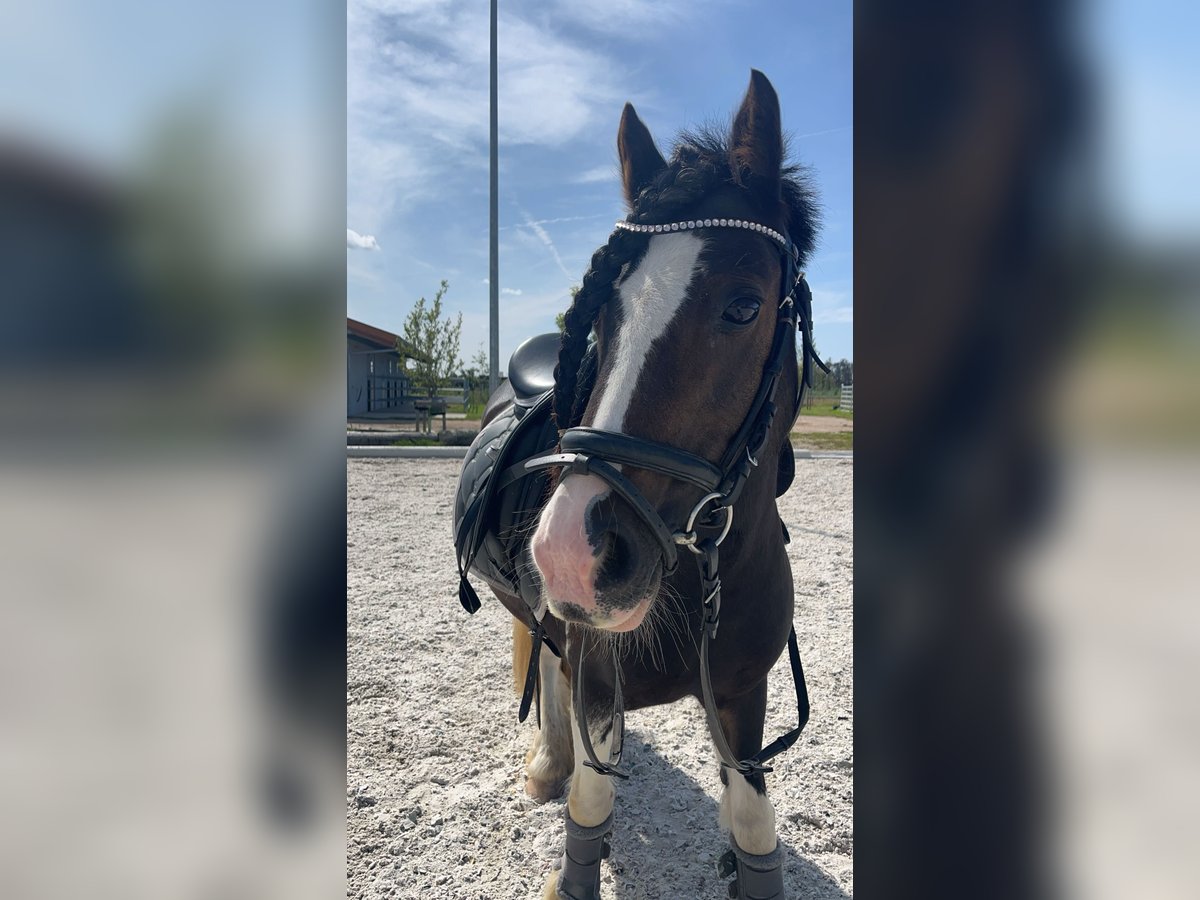 Tinker Croisé Jument 16 Ans 125 cm Pinto in Rodgau