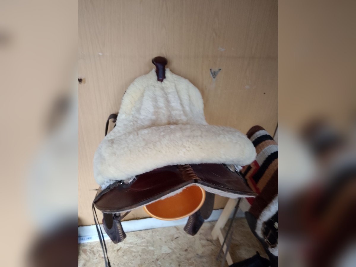 Tinker Croisé Jument 17 Ans 155 cm Bai brun in Ornbau