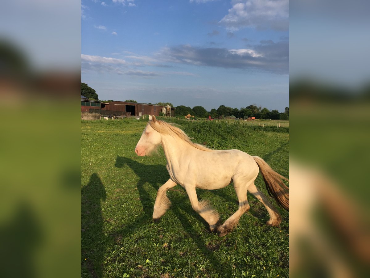 Tinker Jument 2 Ans 130 cm Cremello in Sandesneben