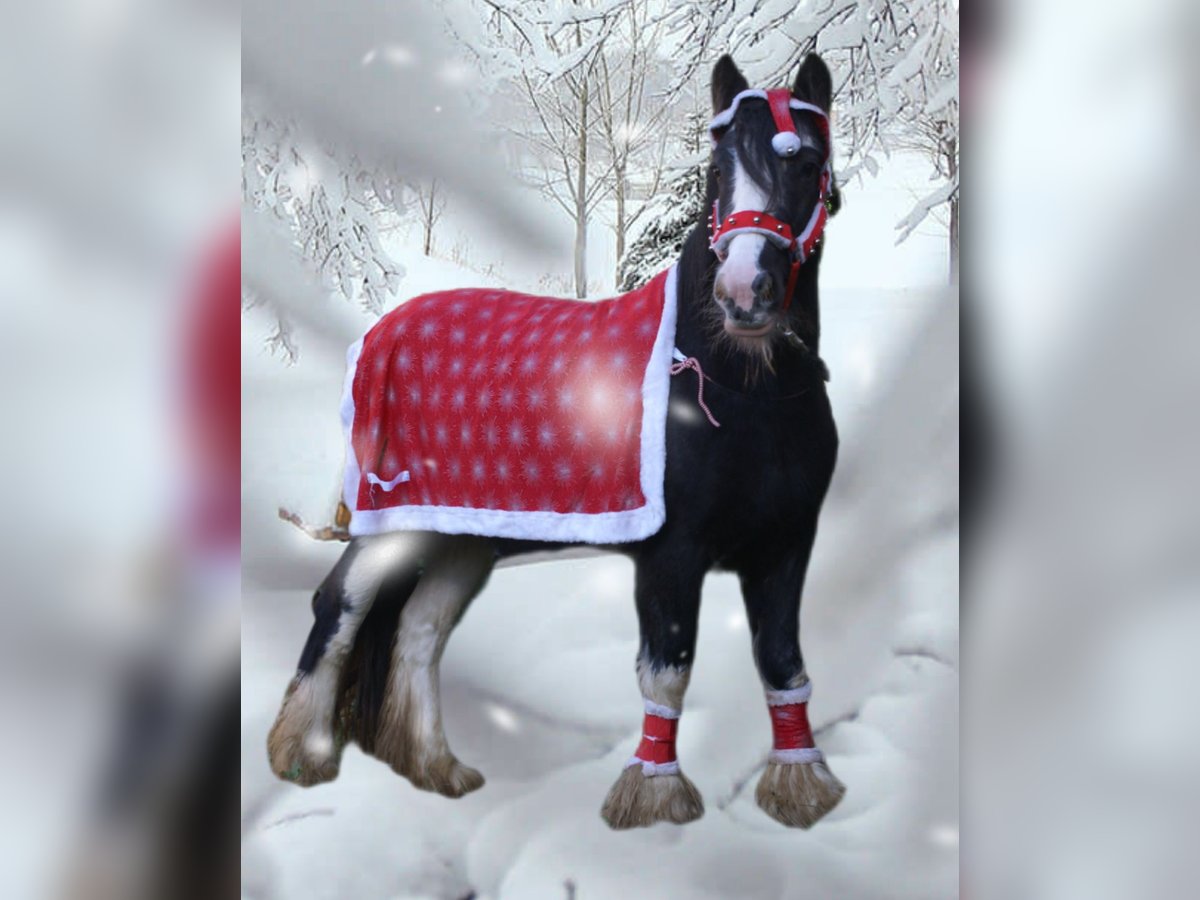 Tinker Jument 4 Ans 128 cm Noir in Velpke