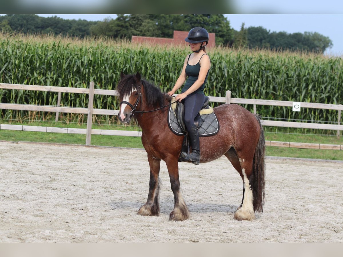 Tinker Jument 4 Ans 130 cm Roan-Bay in Bogaarden