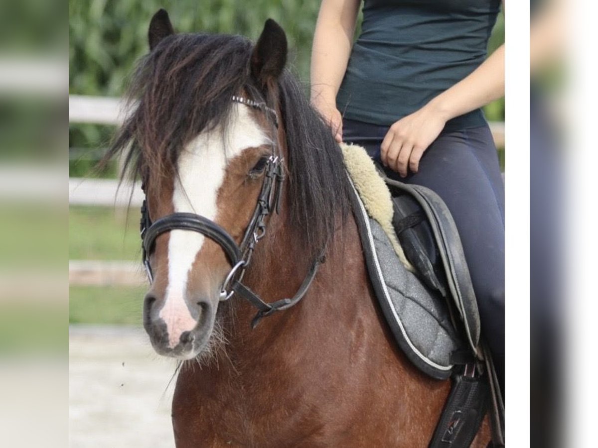 Tinker Jument 4 Ans 132 cm Rouan Rouge in Gallin
