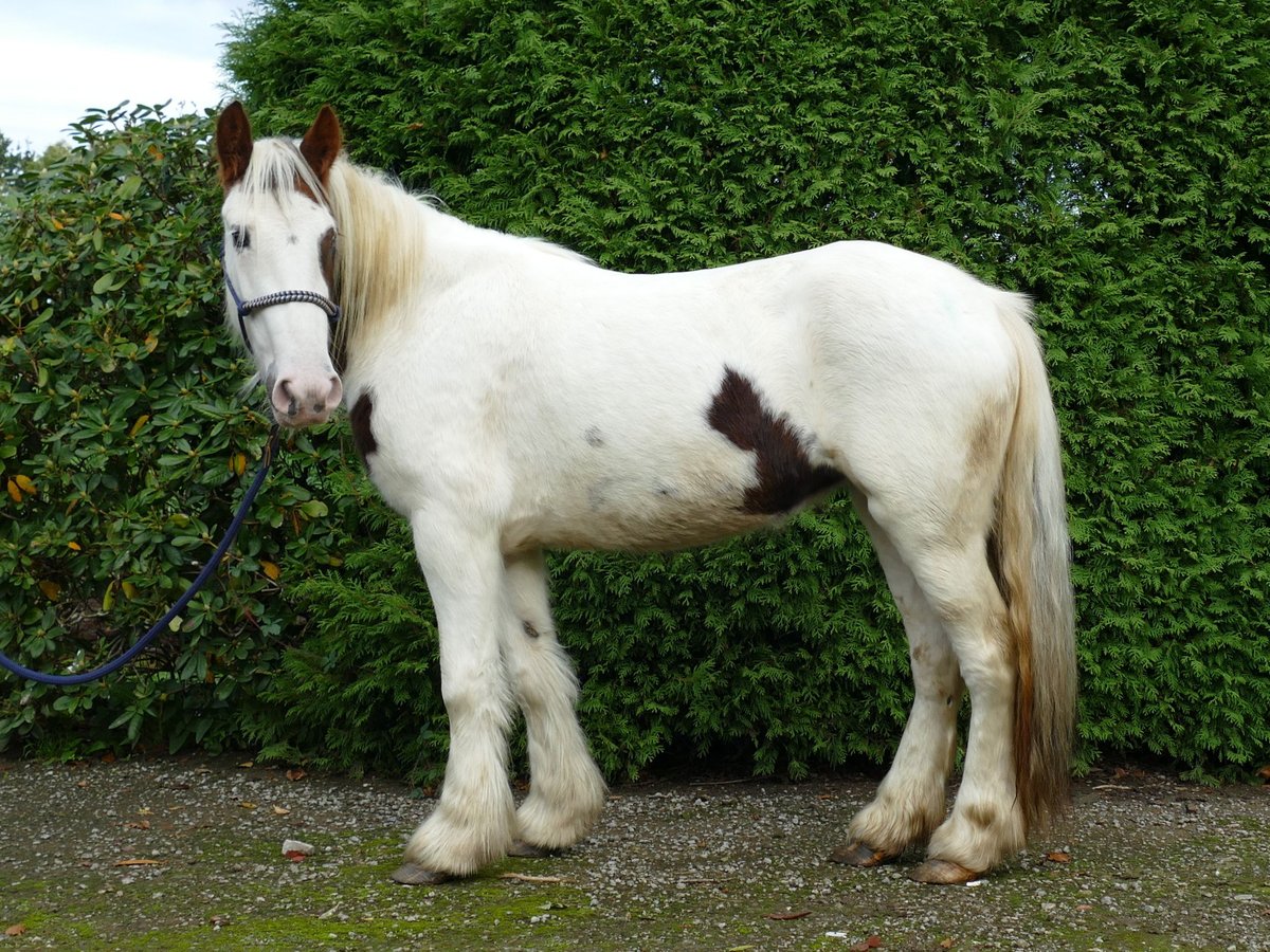 Tinker Jument 4 Ans 137 cm Pinto in Lathen