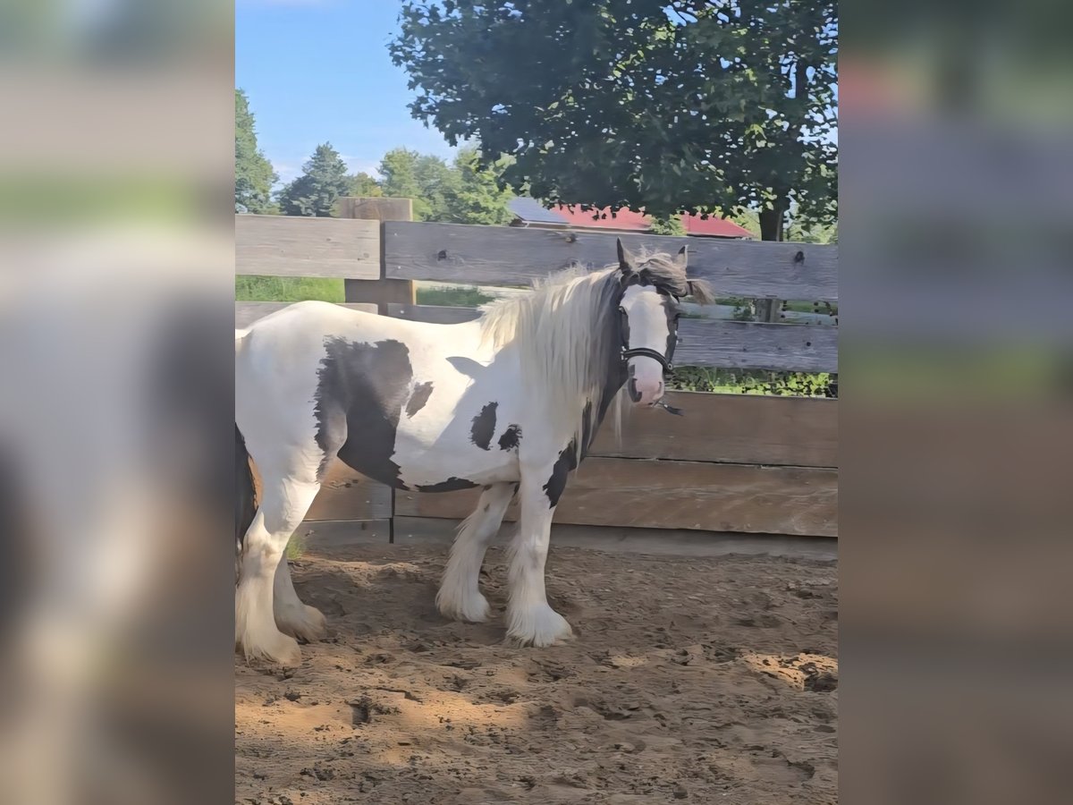Tinker Jument 5 Ans 125 cm Pinto in Landsberied