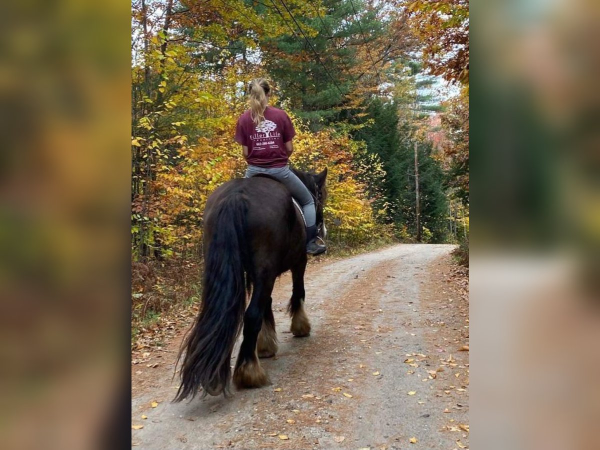 Tinker Jument 6 Ans 152 cm Buckskin in Sanbornton