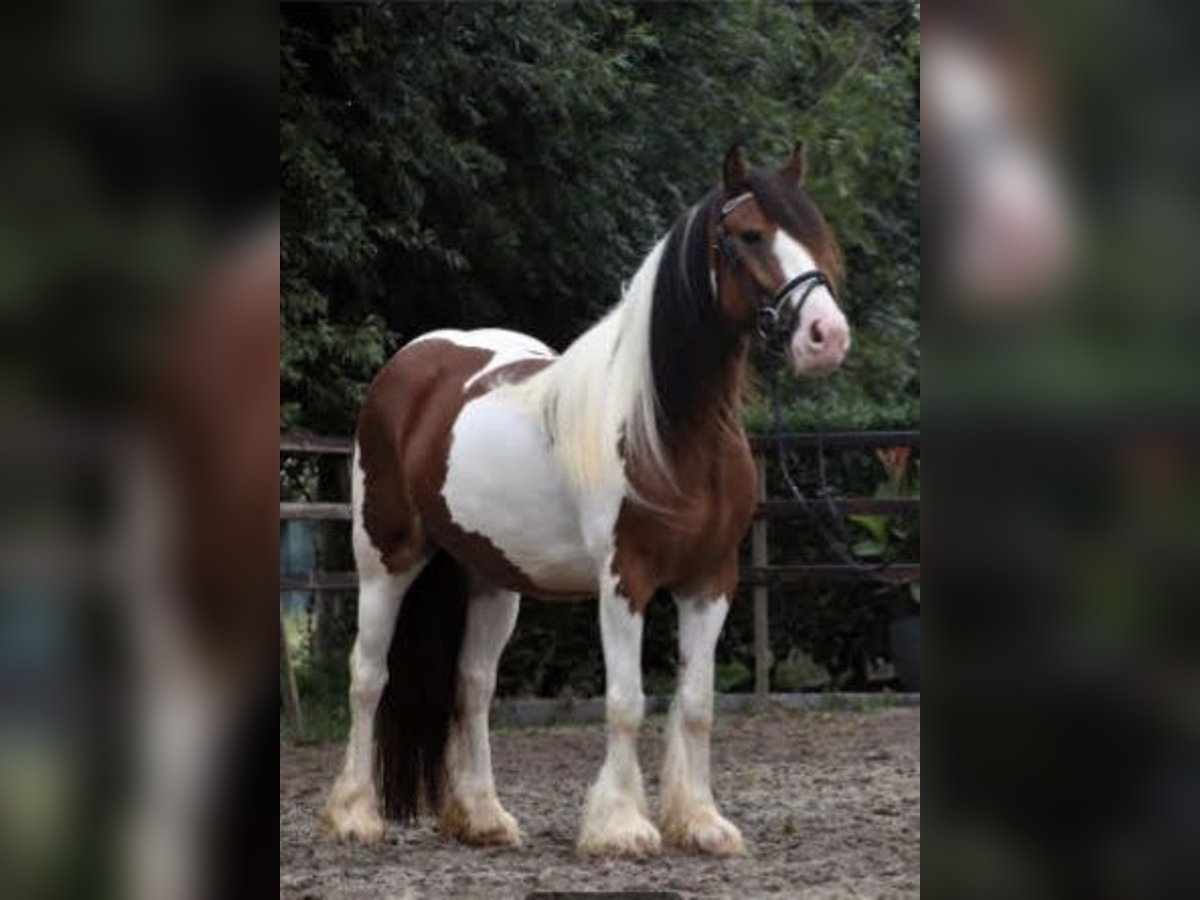 Tinker Jument 6 Ans 154 cm Pinto in Solms