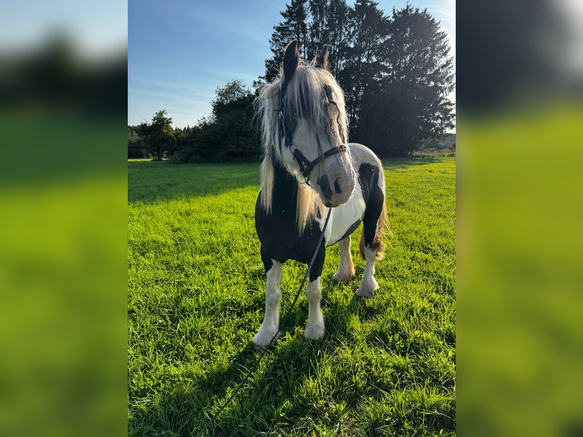 Tinker Jument 7 Ans 145 cm Pinto in Weiskirchen