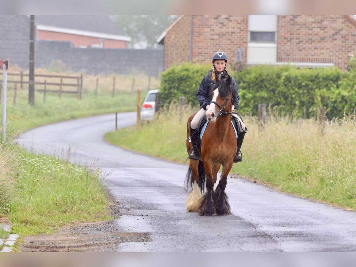 Tinker Jument 8 Ans 140 cm Bai in Bogaarden
