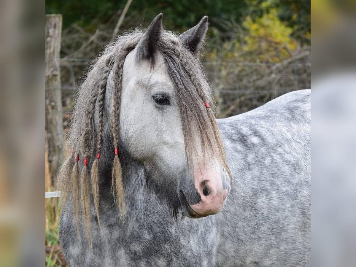 Tinker Jument 8 Ans Gris in Frankfurt (Oder)