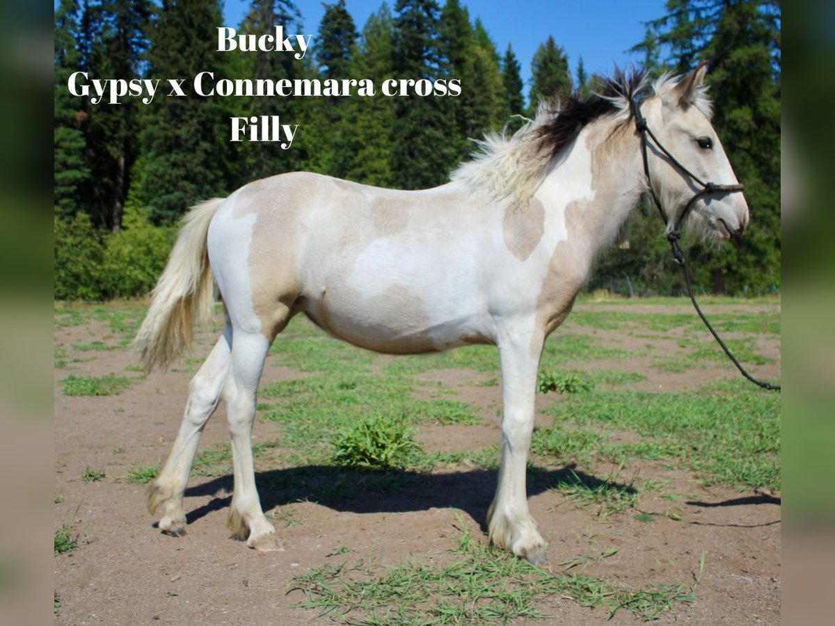 Tinker Croisé Jument Poulain (03/2025) 142 cm Buckskin in Newport WA