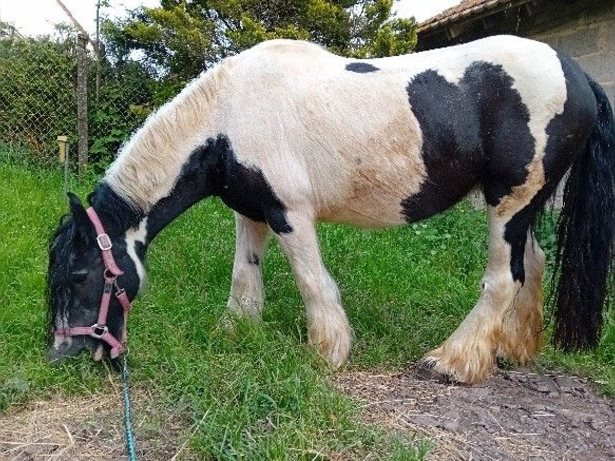 Tinker Klacz 13 lat 145 cm Srokata in Kandel