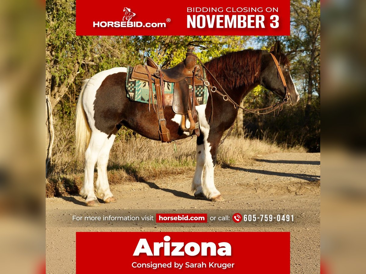 Tinker Mix Klacz 15 lat 142 cm in Brandon, SD