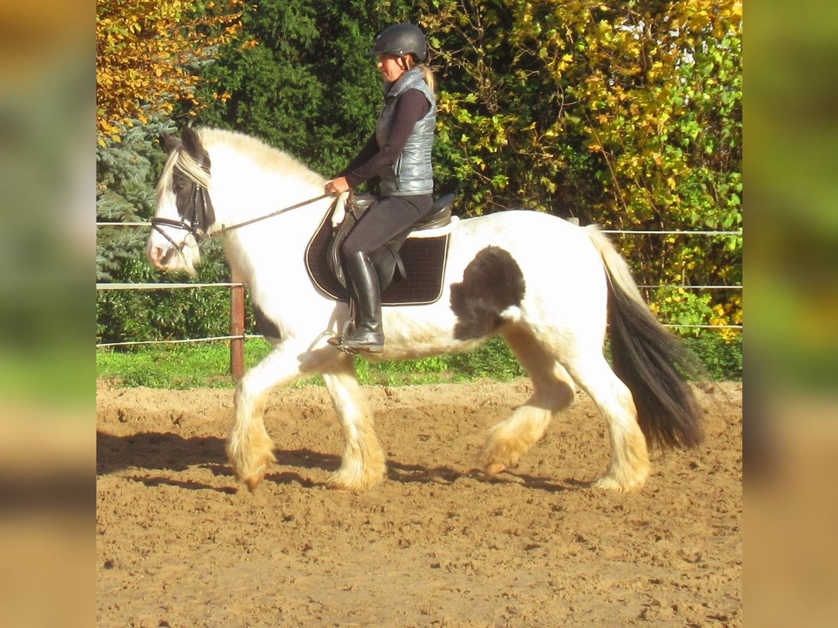 Tinker Klacz 15 lat 147 cm Srokata in Velpke