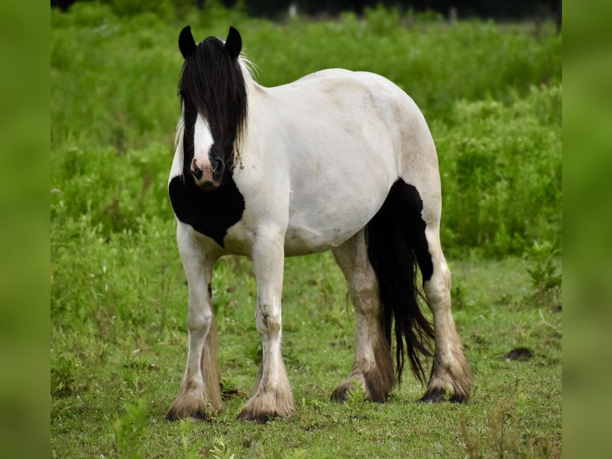 Tinker Klacz 4 lat 142 cm Tobiano wszelkich maści in East Canton