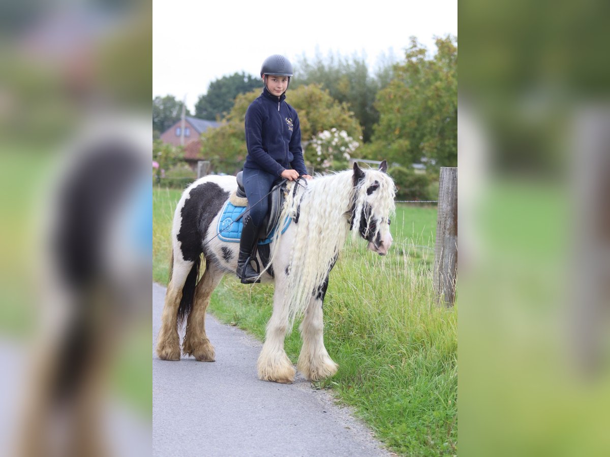 Tinker Klacz 5 lat 127 cm Srokata in Bogaarden