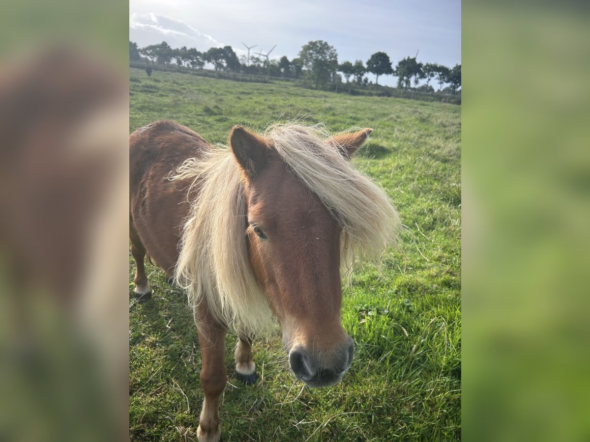 Tinker Klacz 5 lat 90 cm Kasztanowata in Wangerland Hohenkirchen