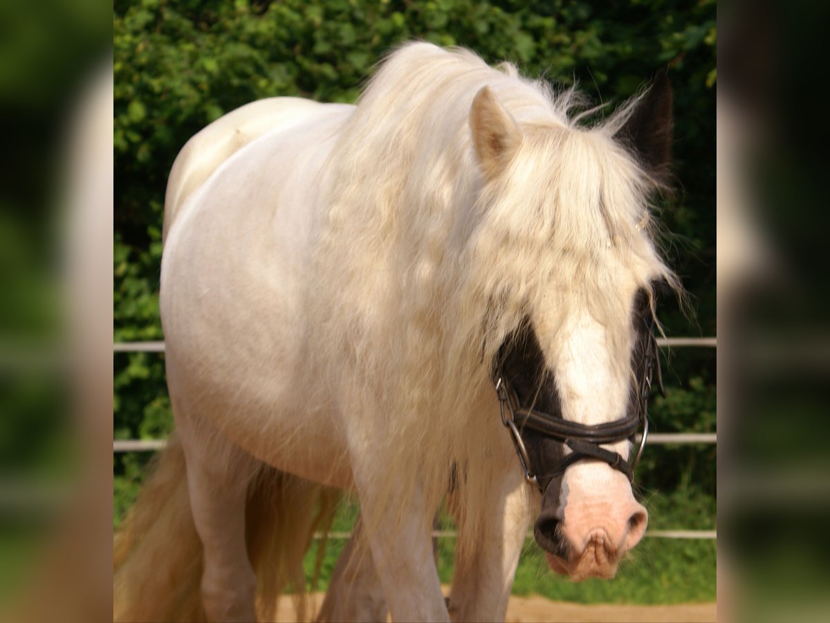 Tinker Klacz 7 lat 135 cm Srokata in Velpke