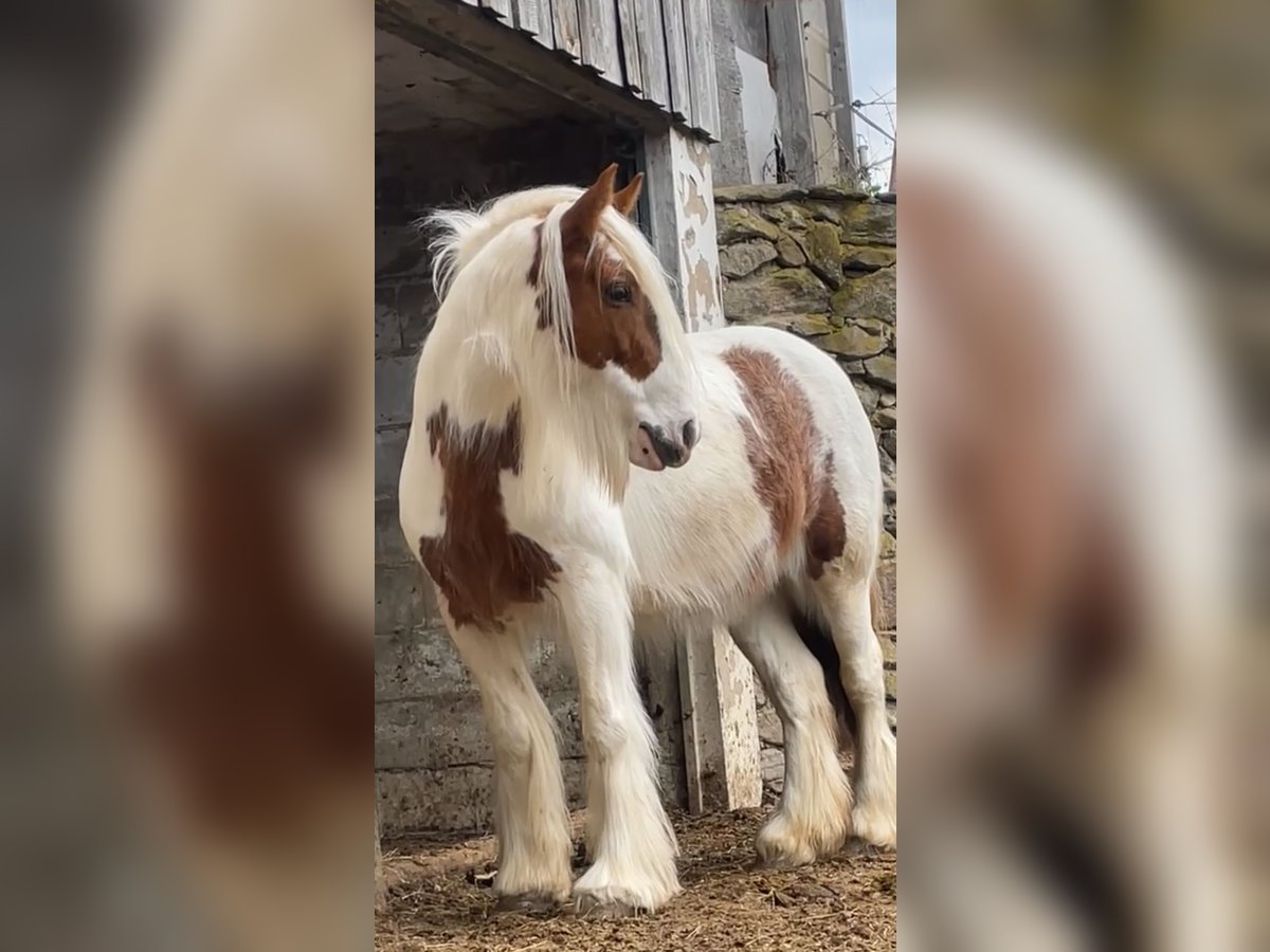 Tinker Klacz 8 lat 140 cm Srokata in Pleystein