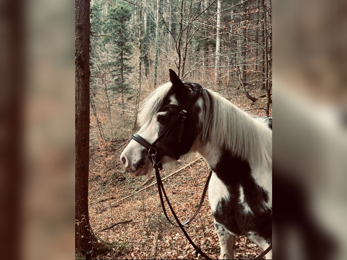 Tinker Merrie 10 Jaar 133 cm Wit in Erl