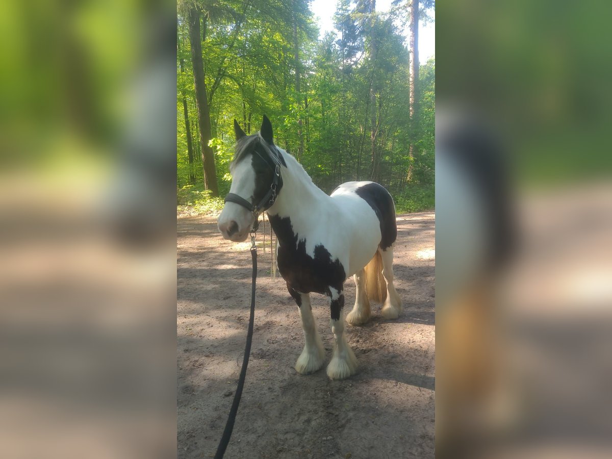 Tinker Merrie 10 Jaar 148 cm Gevlekt-paard in Heerde