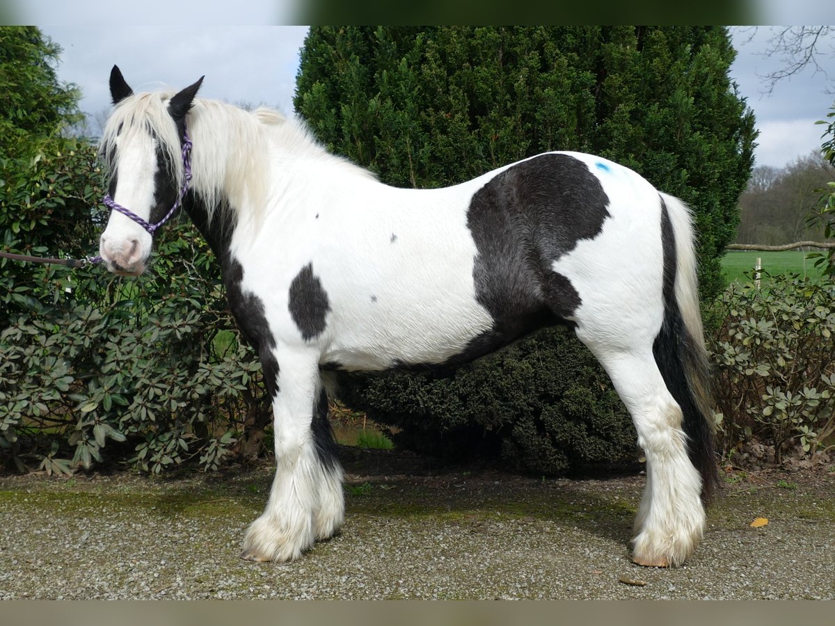 Tinker Merrie 11 Jaar 133 cm Gevlekt-paard in Lathen