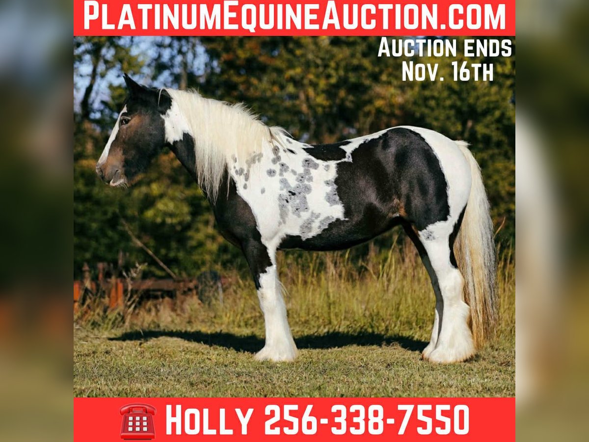 Tinker Merrie 11 Jaar Tobiano-alle-kleuren in Petersburg TN