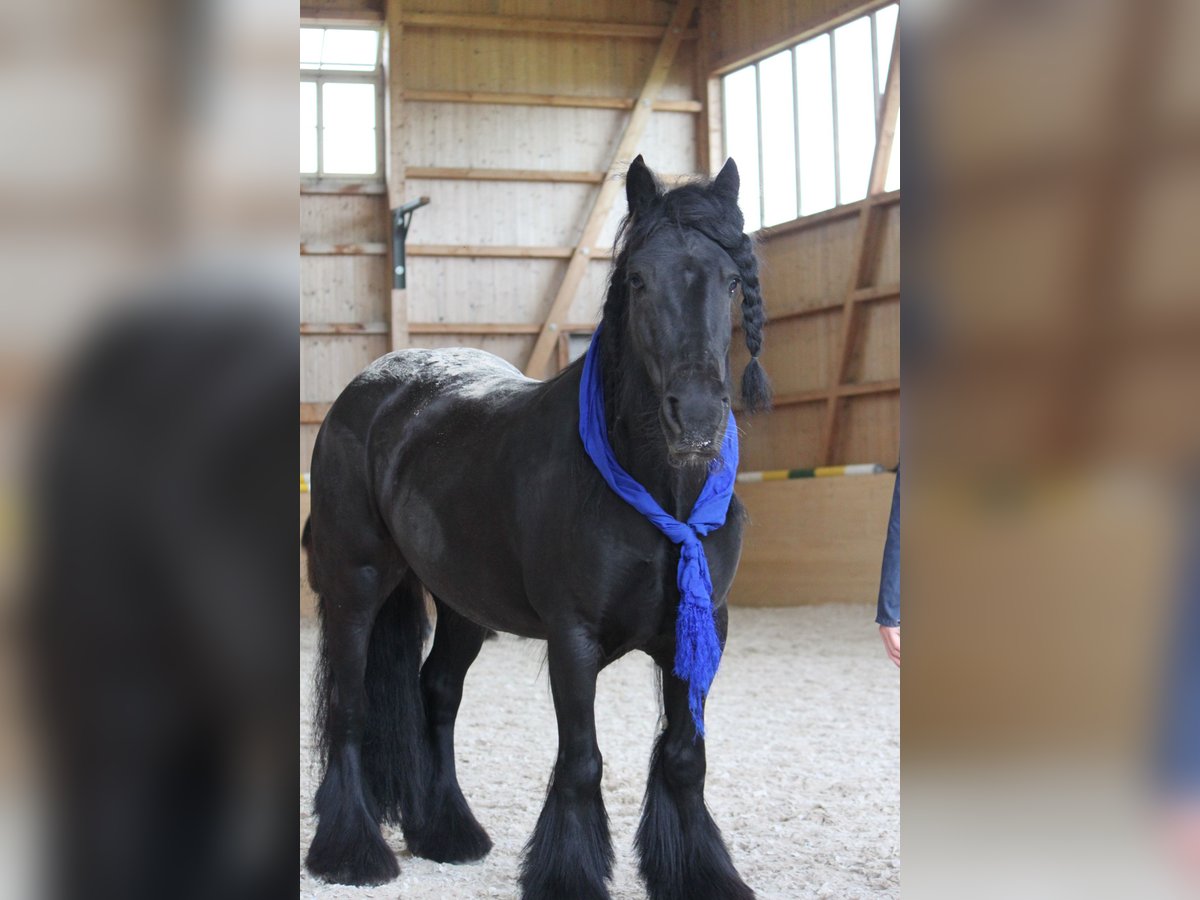 Tinker Merrie 12 Jaar 141 cm Zwartbruin in Sulgen