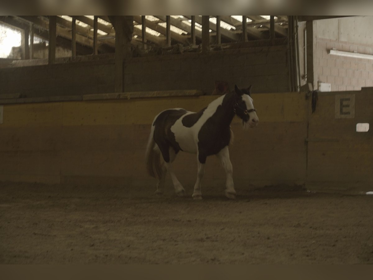 Tinker Merrie 13 Jaar 149 cm Gevlekt-paard in Leuzigen