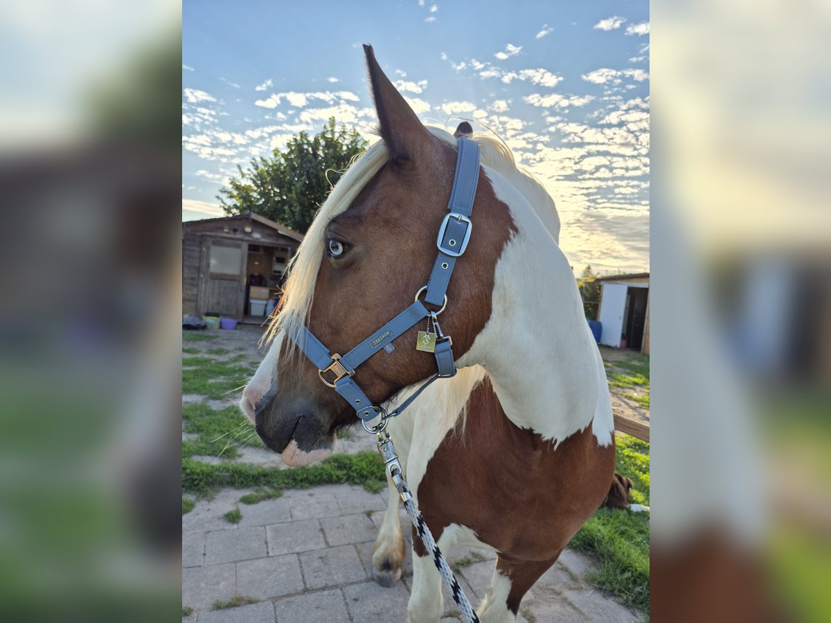 Tinker Merrie 14 Jaar 156 cm Gevlekt-paard in M&#xF6;lsheim