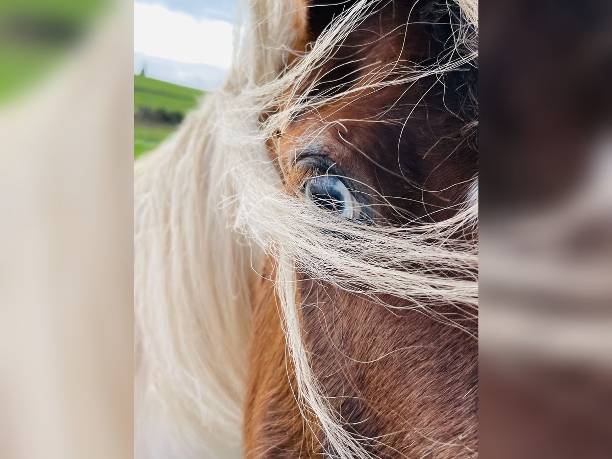 Tinker Mix Merrie 15 Jaar 133 cm Gevlekt-paard in Mechernich