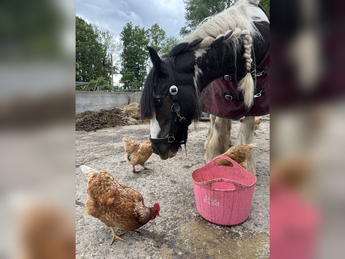 Tinker Merrie 15 Jaar 140 cm Gevlekt-paard in Billerbeck