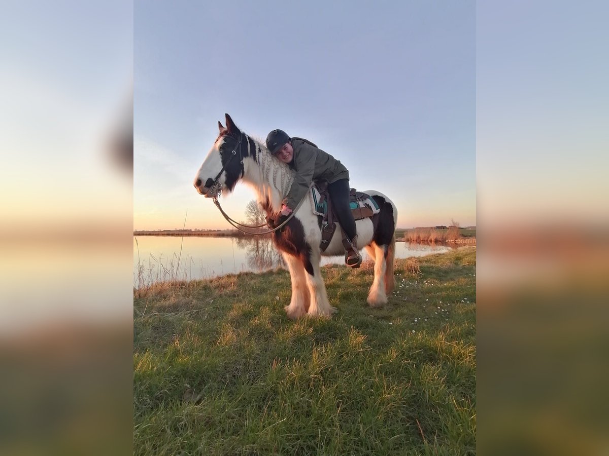 Tinker Merrie 15 Jaar 140 cm Gevlekt-paard in Schoondijke