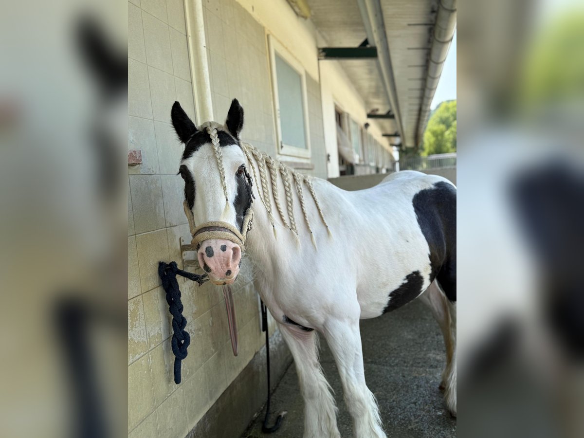 Tinker Merrie 16 Jaar 130 cm Gevlekt-paard in Bad blumau
