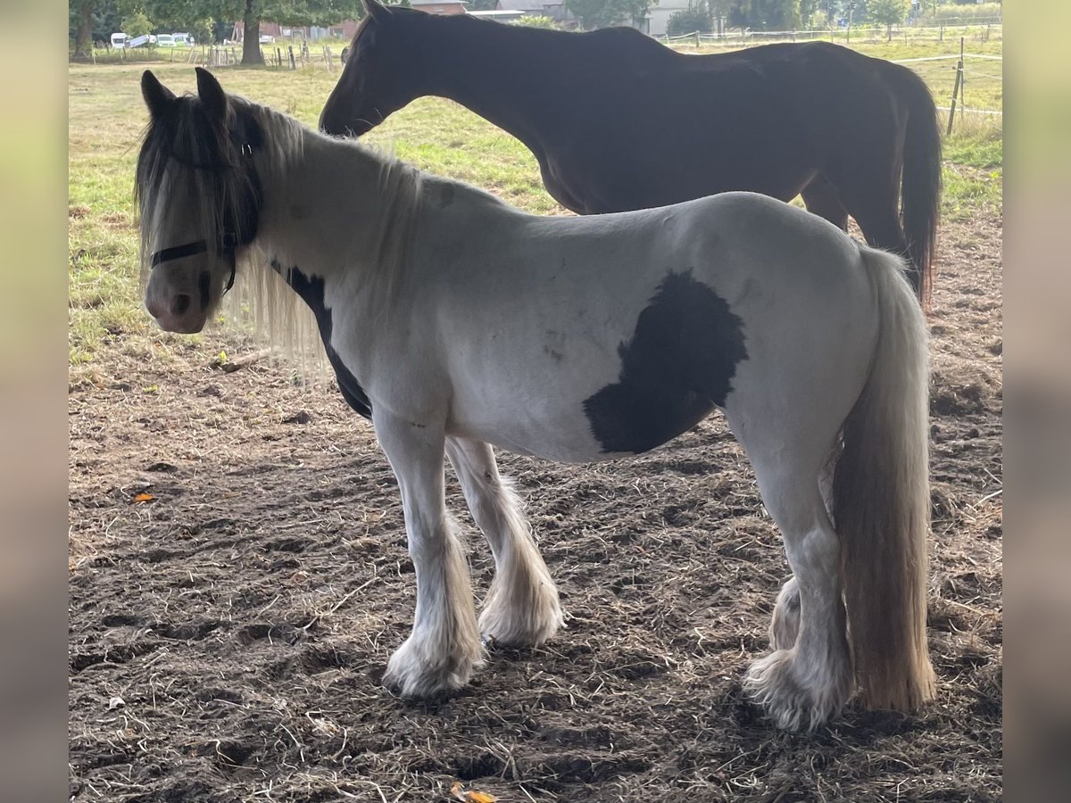 Tinker Merrie 16 Jaar 145 cm Gevlekt-paard in Norderstedt