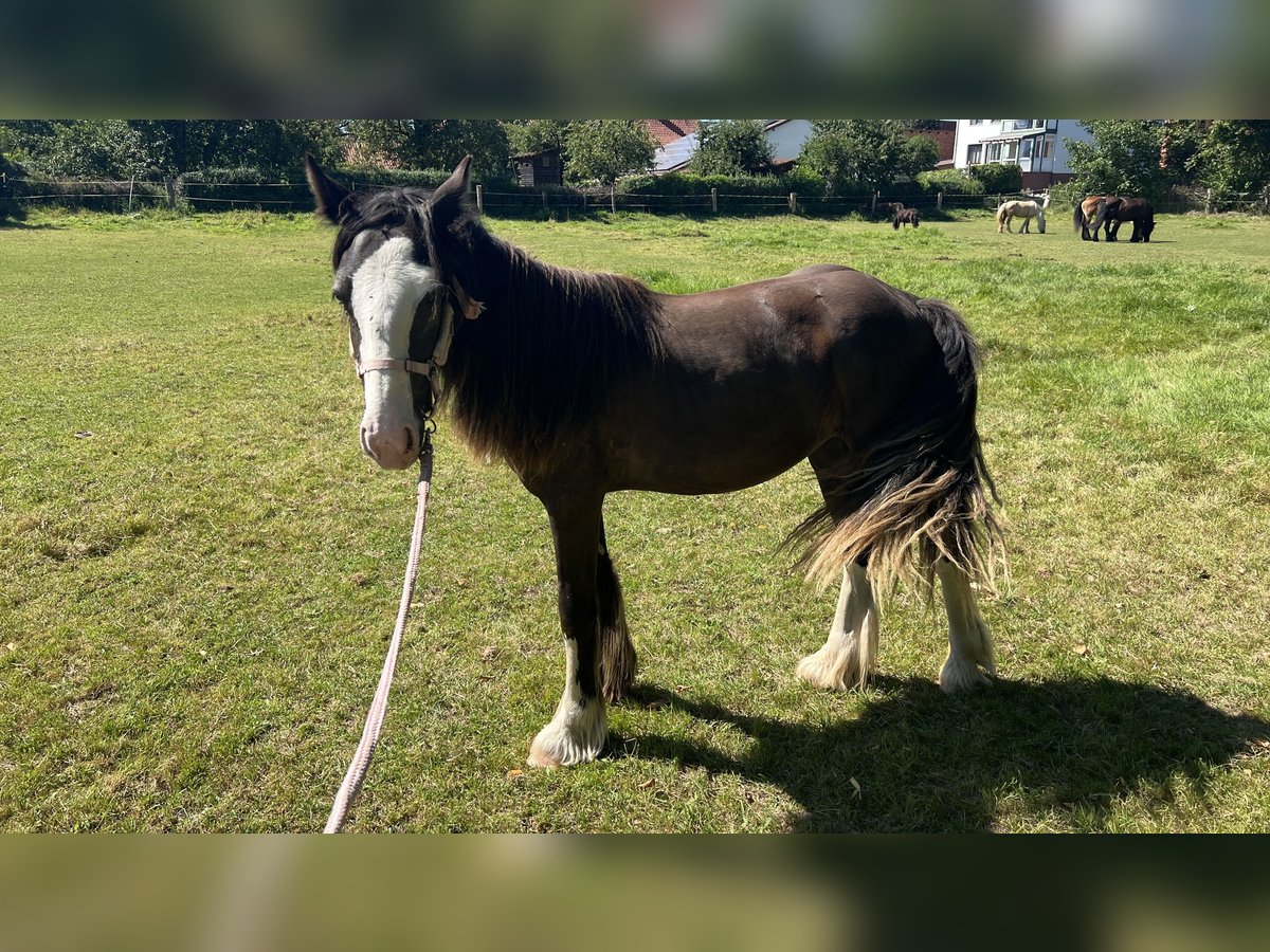 Tinker Merrie 1 Jaar 135 cm Zwart in DuderstadtDuderstadt