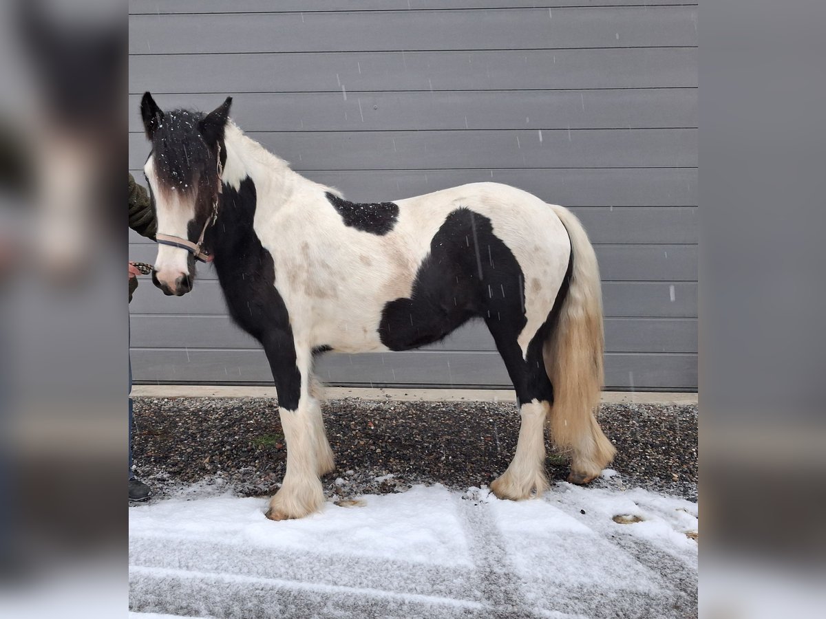 Tinker Merrie 1 Jaar 150 cm in Oberstaufen