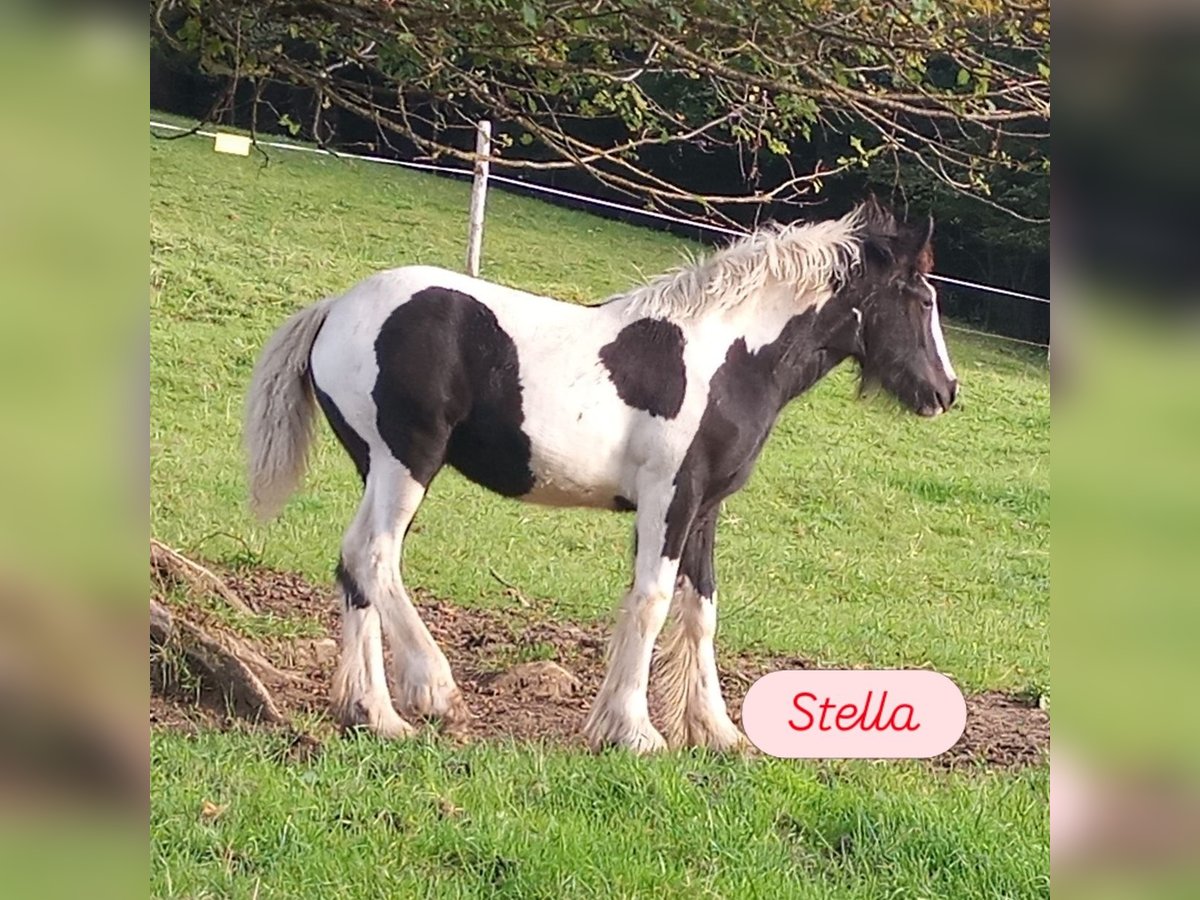 Tinker Merrie 1 Jaar Gevlekt-paard in Oberstaufen