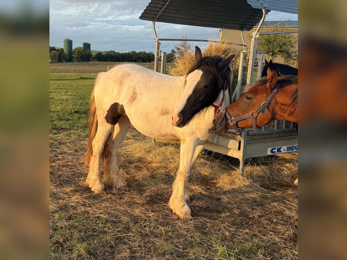 Tinker Merrie 2 Jaar 147 cm Gevlekt-paard in Daleiden