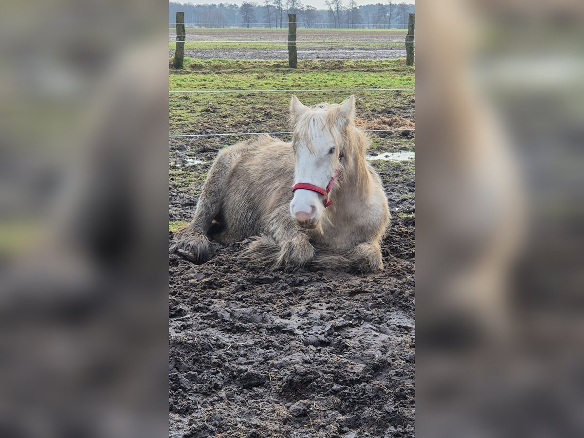 Tinker Merrie 2 Jaar 150 cm Palomino in Neustadt am Rübenberge