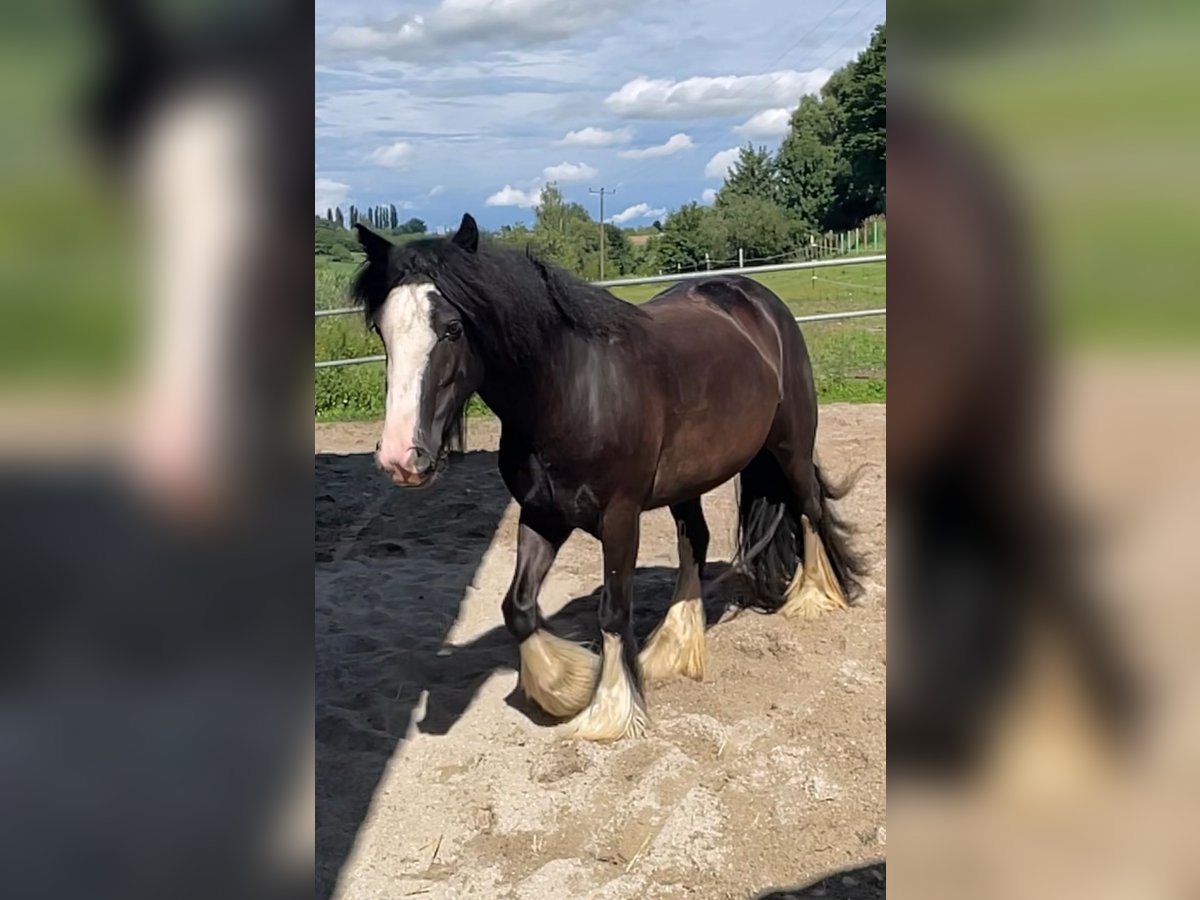 Tinker Mix Merrie 3 Jaar 130 cm Donkerbruin in Fahrenzhausen