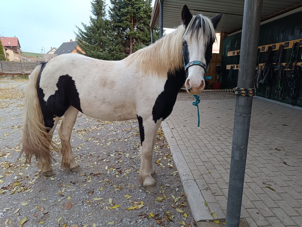 Tinker Mix Merrie 3 Jaar 141 cm Gevlekt-paard in Wienrode