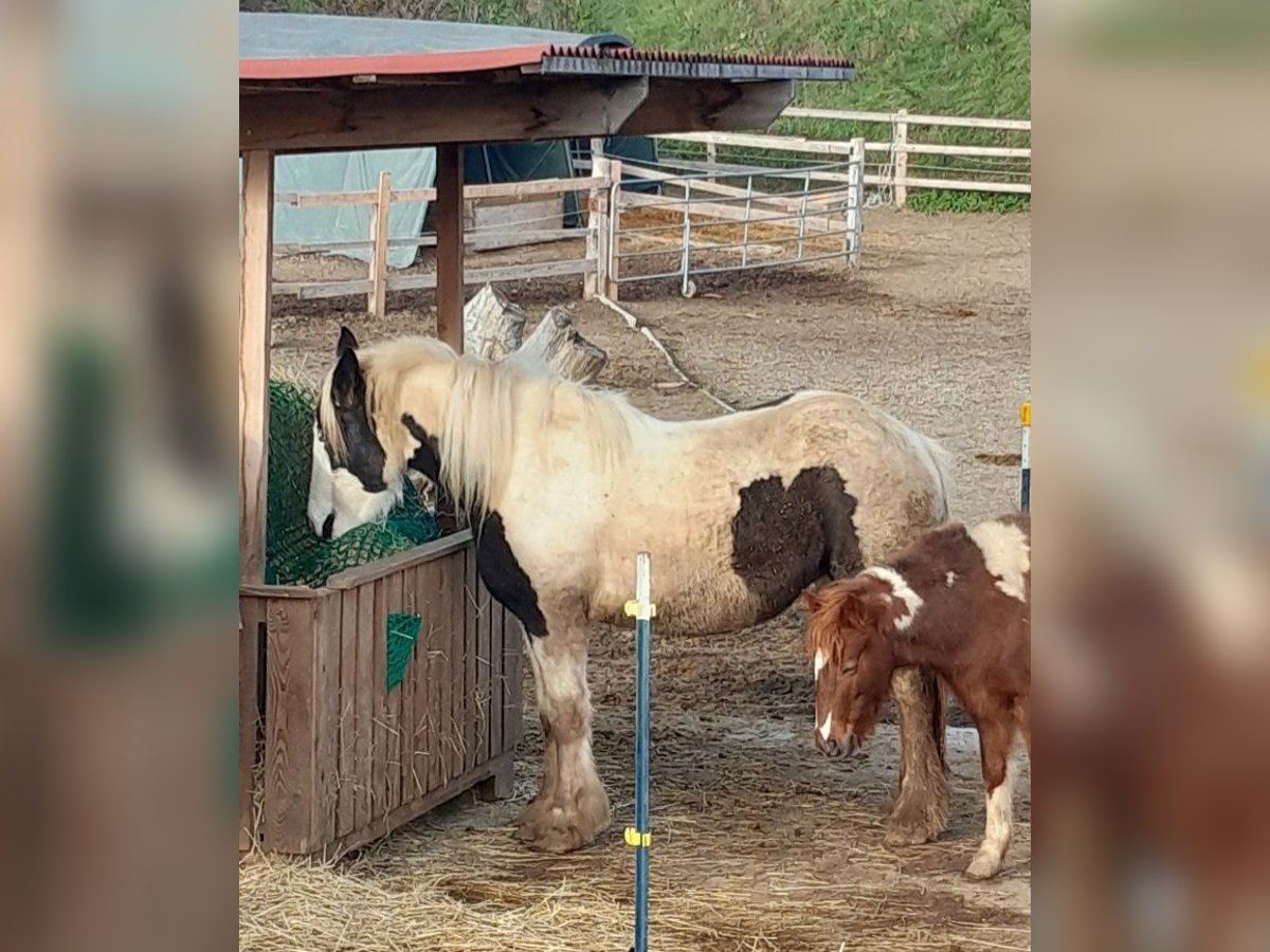 Tinker Merrie 3 Jaar 148 cm Gevlekt-paard in Ebersbrunn