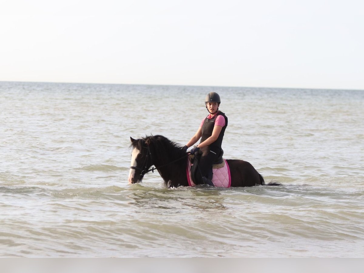 Tinker Merrie 4 Jaar 144 cm Zwart in Bogaarden