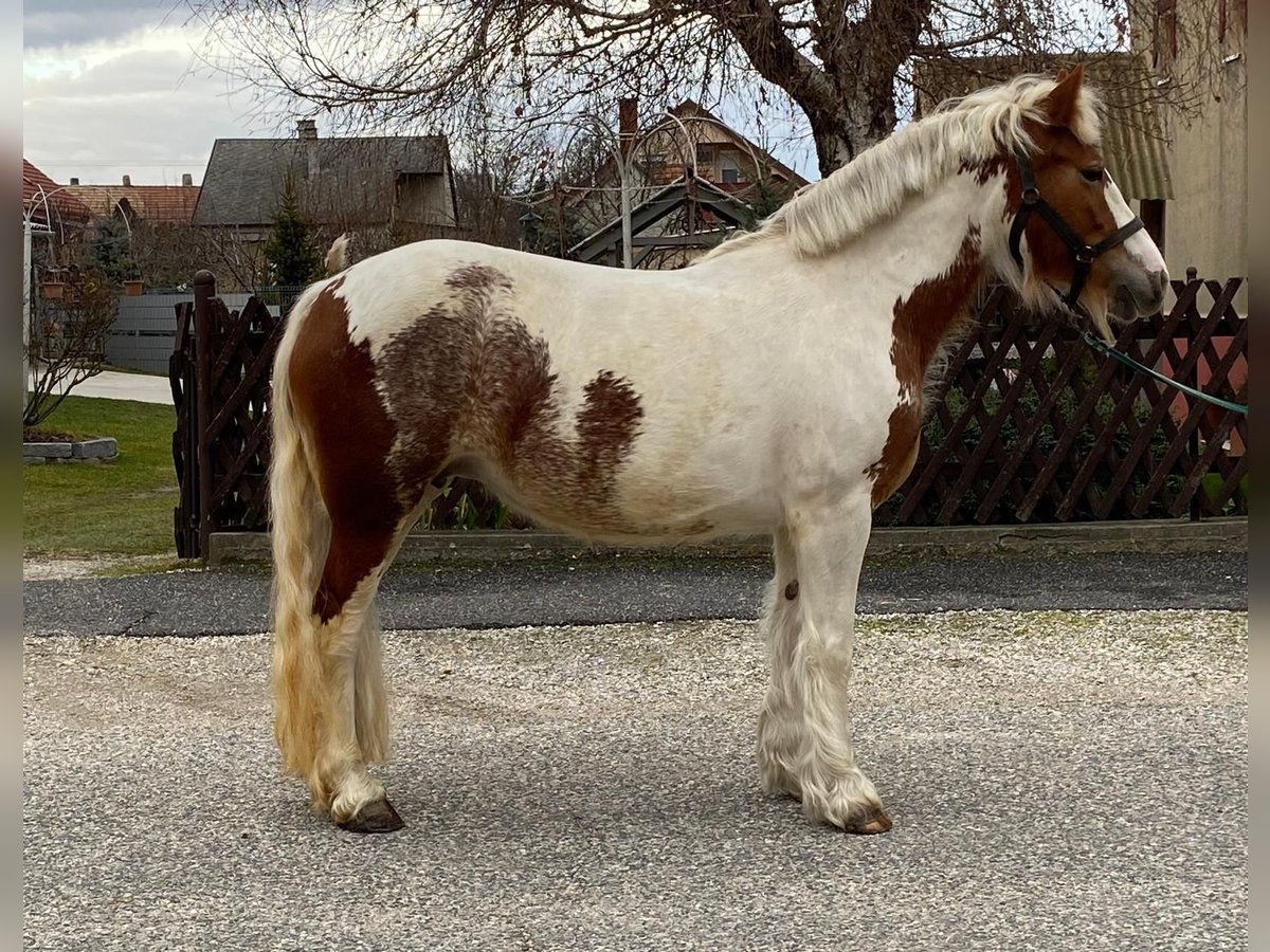 Tinker Mix Merrie 4 Jaar 145 cm Gevlekt-paard in Jennersdorf