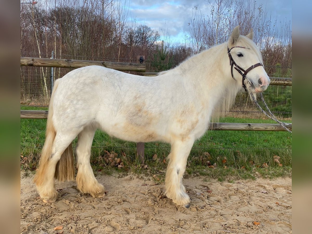 Tinker Merrie 5 Jaar 136 cm Schimmel in Helpsen