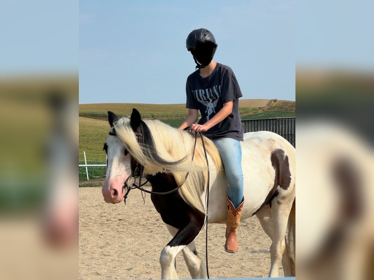 Tinker Merrie 5 Jaar 140 cm Gevlekt-paard in Maisbirbaum